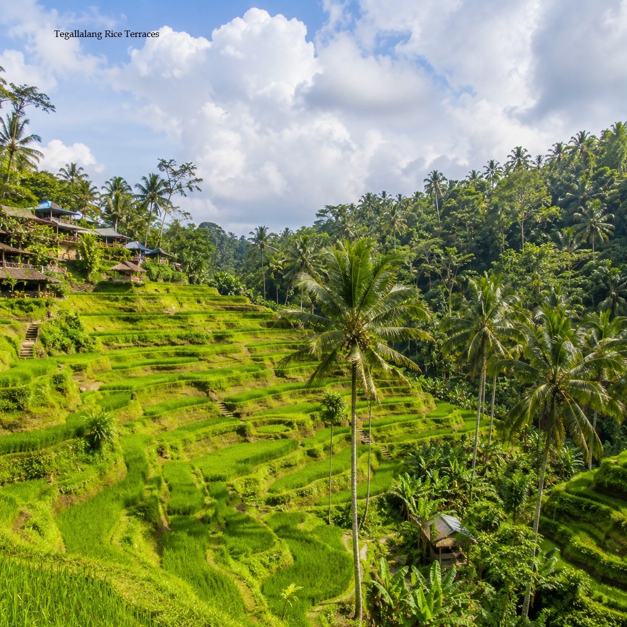 Packages tegallalang rice terraces